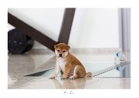 CHIOT