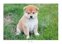 CHIOT