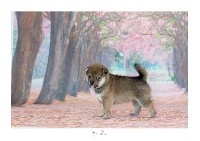 CHIOT