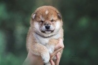 CHIOT